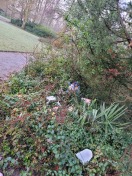Foto: Zerfetzter Müllbeutel in Gebüsch 