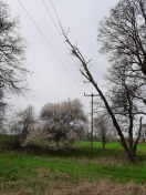 Foto: Baum in Stromleitung 