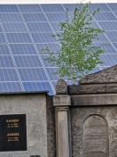 Foto: Wildwuchs auf dem Friedhof in Herzfelde  