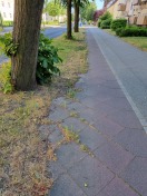 Foto: zugewachsener u.defekter Radweg 
