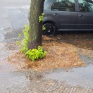 Foto: Vernachlässigte Abflussreinigung 