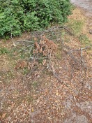 Foto: Baumschnitt 