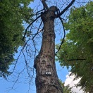 Foto: Baum abgestorben  