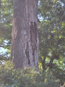 Foto: Baumschaden 