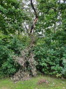 Foto: Abgebrochener Baum 