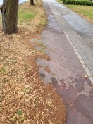 Foto: zugewachsener u.defekter Radweg 