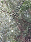 Foto: Baum auf Telefonleitung 