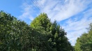Foto: Bäume sind in die Strom-Oberleitung gewachsen 