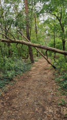 Foto: Umgestürzter Baum 