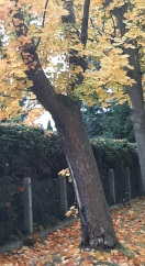 Foto: Baum in Schieflage 