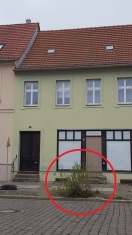 Foto: Unkrautwuchs 
