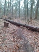 Foto: umgestürzter Baum 