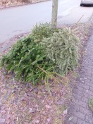 Foto: Weihnachtsbäume am gehweg 