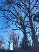 Foto: Baumpflege bei F1108 