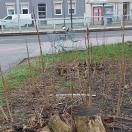 Foto: Zwei Einkaufswagen 