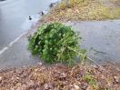 Foto: Weihnachtsbaum nicht abgeholt 