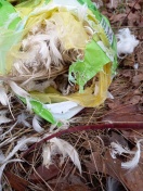 Foto: Vogel - Tier Überreste in Plastikbeuteln 