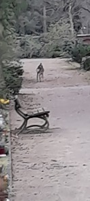 Foto: Rehe auf dem Südfriedhof 