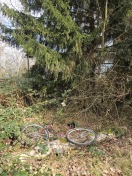 Foto: Fahrrad im Parkgelände unter dem grossen Nadelbaum 
