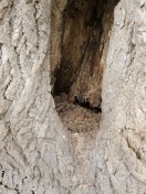 Foto: Ausgehöhlter Baum  