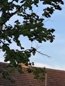 Foto: Ortsteilzentrum Kleinleipisch: Rückschnitt vom Totholz der Linde am Parkplatz 