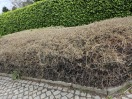 Foto: Schädlingsbefall 