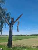 Foto: Größer abweichender Ast 