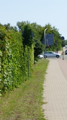 Foto: Schild zugewachsen - Zanderstraße zwischen Neuendorfer Straße und Vereinsstraße  