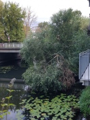 Foto: Baumschaden am Jakobsgraben/Wredowbrücke 