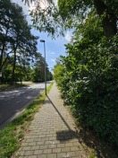 Foto: Verwachsener Fußgängerweg  