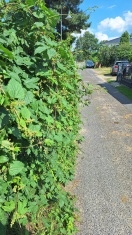 Foto: Strauchbewuchs im Verkehrsbereich 