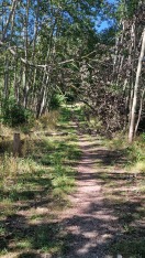 Foto: Zugewucherter Rad-und Wanderweg 