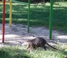 Foto: Nutria auf dem Bebel-Spielplatz  