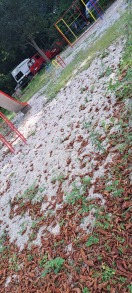 Foto: Grün im Spielplatz 