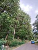 Foto: Baum droht umzukippen 