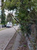 Foto: Umgestürzter Baum versperrt Gehweg 