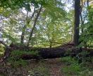 Foto: Umgestürzter Baum Richtung Reptener Teiche 