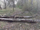 Foto: Umgestürzter Baum auf Weg 