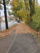 Foto: Laub an der Ampel 