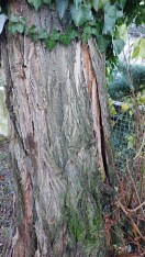 Foto: Brüchige Bäume und Astwürfe 