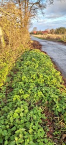 Foto: Entfernung Laub 