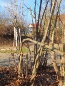 Foto: Gefährliche Äste nach Baumschnitt 