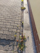 Foto: Unkraut am Straßenrand 