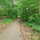 Foto: unübersichtlicher Kurvenbereich durch Streucher 