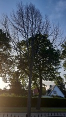 Foto: Abgestorbener Baum 