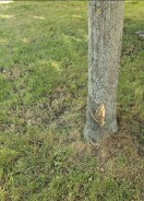 Foto: Baum beschädigt 