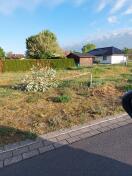 Foto: Baum abgebrochen 