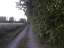 Foto: Bäume wachsen in den Weg 