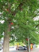 Foto: Eichenprozessionsspinner 