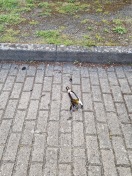 Foto: Kaputte Flasche  